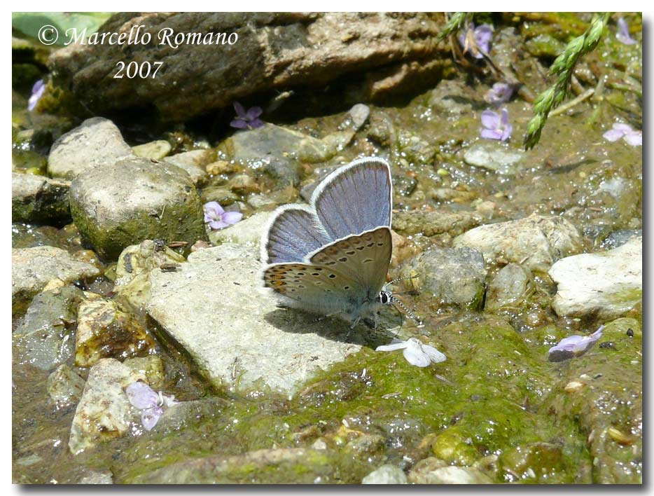 A spasso sulle Alpi Marittime:8.Plebeius idas (Lycaenidae)